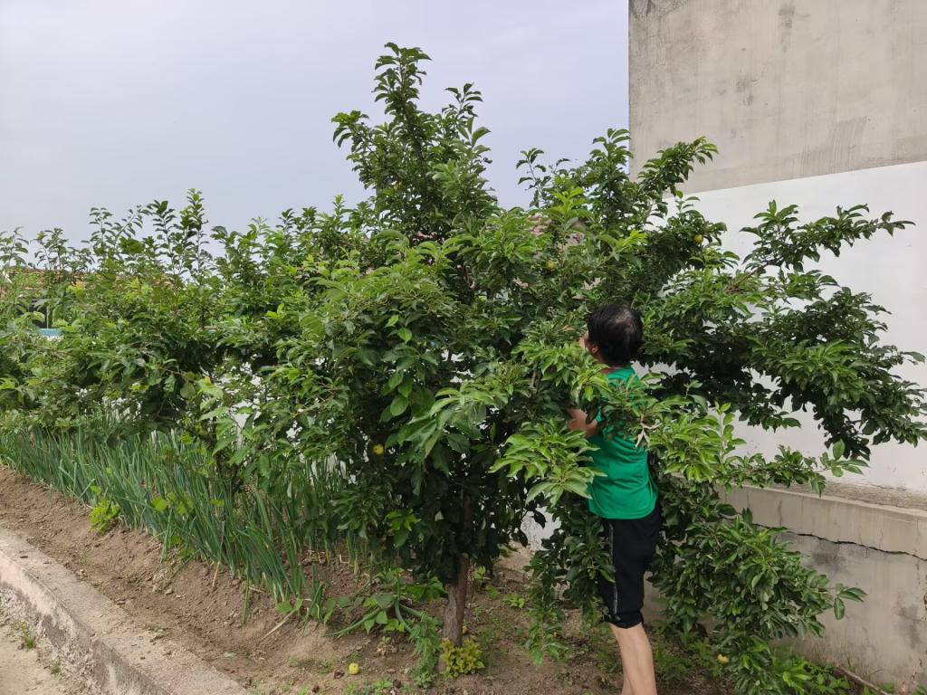 足球直播515